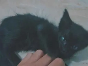 Gato raça SRD-ViraLata idade Abaixo de 2 meses nome pretinha