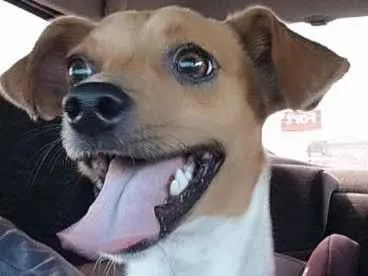 Cachorro raça SRD-ViraLata idade 1 ano nome bingo