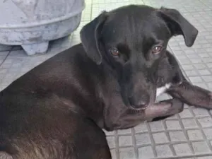 Cachorro raça SRD-ViraLata idade 1 ano nome Falar com Marlon - Whats 13 97402-1441