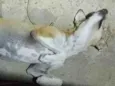 Lu