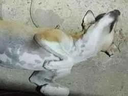 Cachorro raça SRD-ViraLata idade 1 ano nome Lu