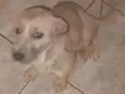 Chica