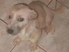 Cachorro raça SRD-ViraLata idade 1 ano nome Chica