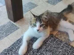 Gato raça SRD-ViraLata idade 2 a 6 meses nome Gato