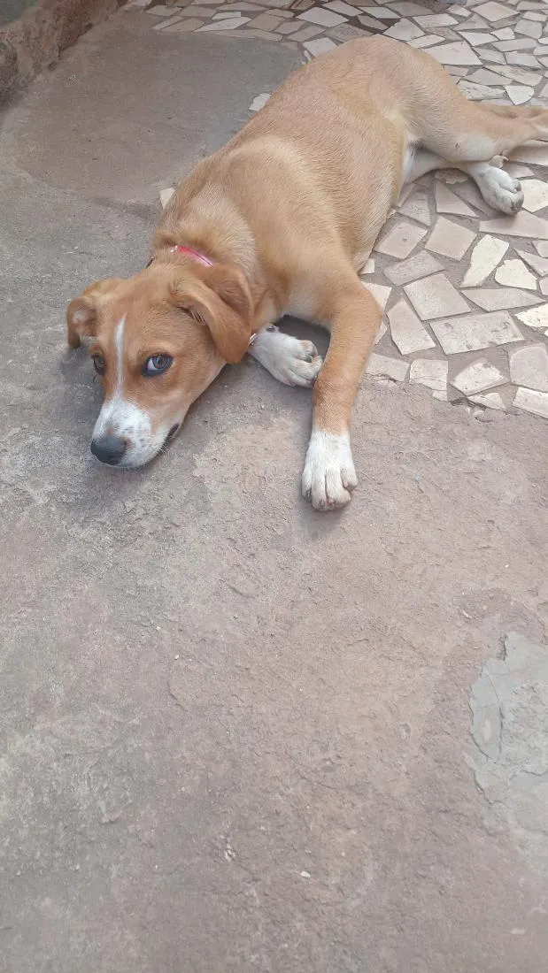 Cachorro raça SRD-ViraLata idade 2 a 6 meses nome Mel