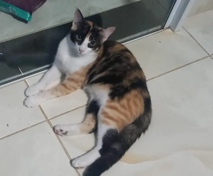 Gato raça SRD-ViraLata idade 2 a 6 meses nome ALUNI