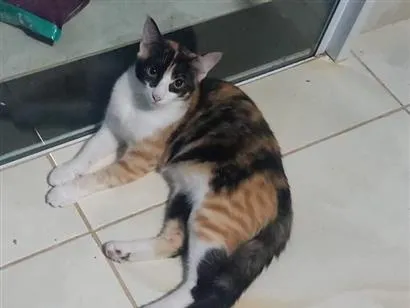 Gato raça SRD-ViraLata idade 2 a 6 meses nome ALUNI