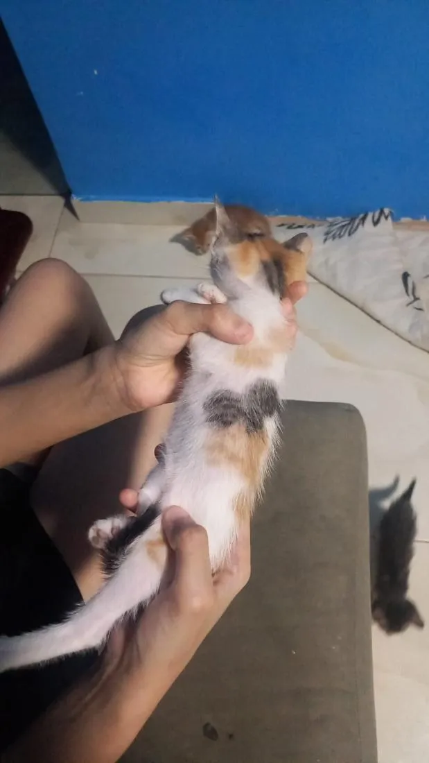 Gato raça SRD-ViraLata idade 2 a 6 meses nome Cintia 