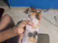 Cintia 