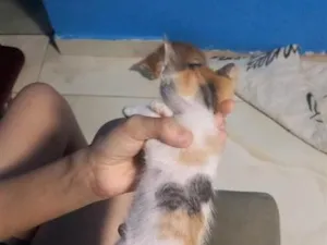 Gato raça SRD-ViraLata idade 2 a 6 meses nome Cintia 