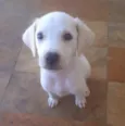 Nina
