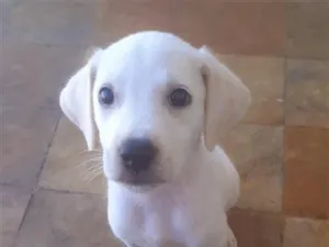 Cachorro raça SRD-ViraLata idade 2 a 6 meses nome Nina