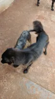 Kira todinho e feinha 