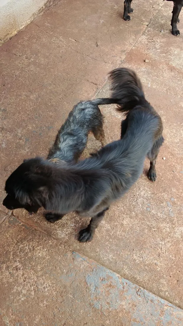 Cachorro raça  idade 7 a 11 meses nome Kira todinho e feinha 