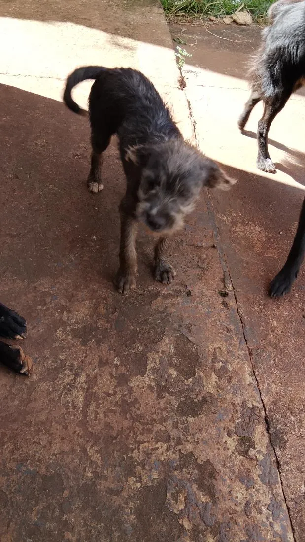 Cachorro raça  idade 7 a 11 meses nome Kira todinho e feinha 