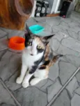 capuccina