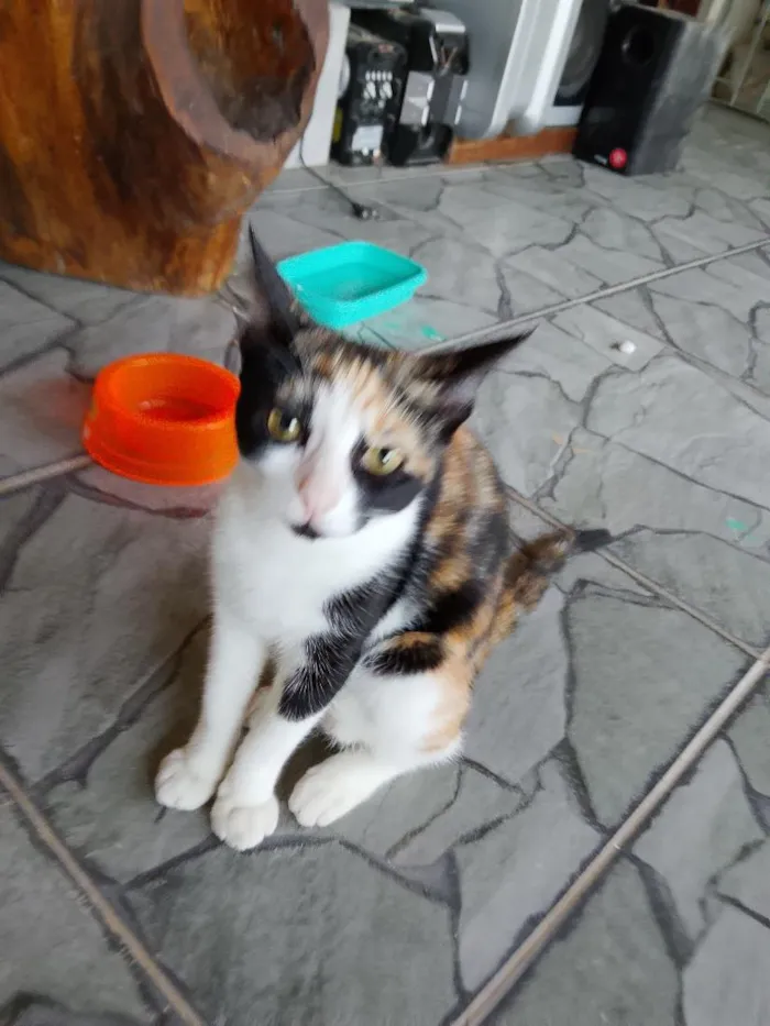Gato raça SRD-ViraLata idade 2 a 6 meses nome capuccina