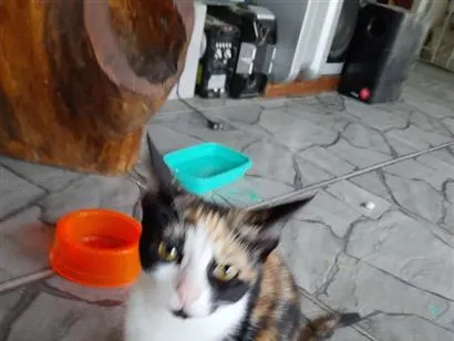 Gato raça SRD-ViraLata idade 2 a 6 meses nome capuccina