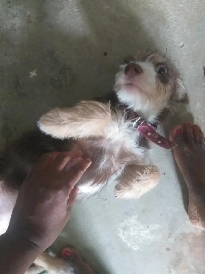 Cachorro raça SRD-ViraLata idade 7 a 11 meses nome Jade