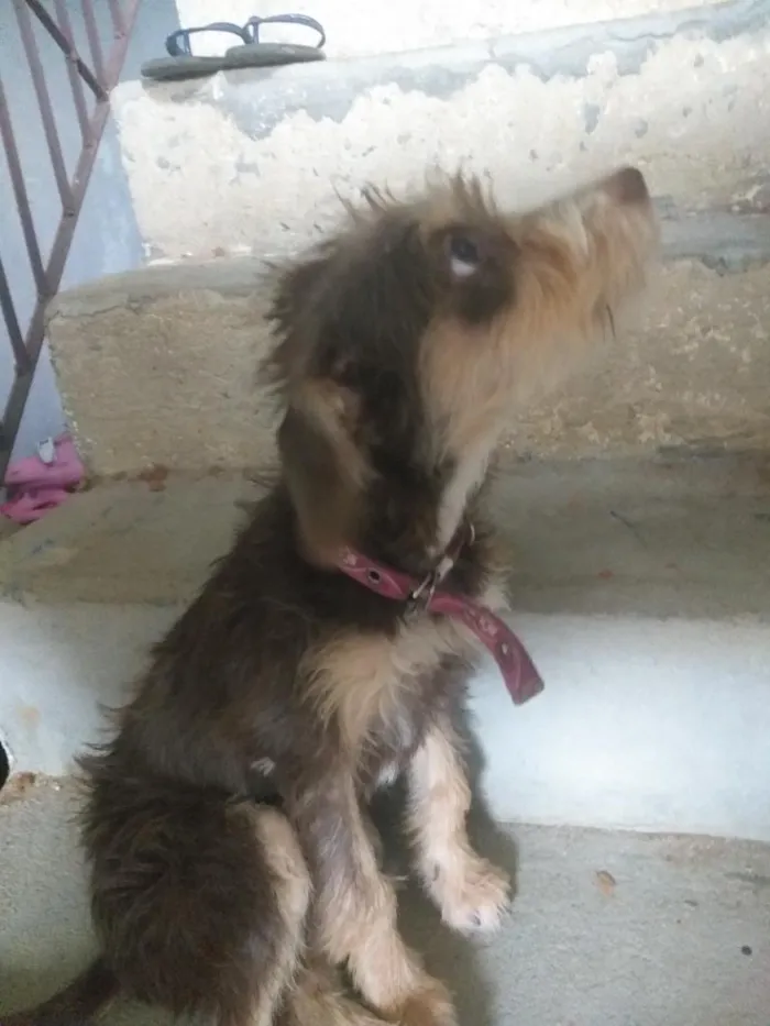 Cachorro raça SRD-ViraLata idade 7 a 11 meses nome Jade