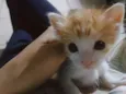 A Pequena Safira (Filhote de 4 mês)