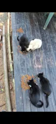 pipoca , gordinho , magrinho e saldicha
