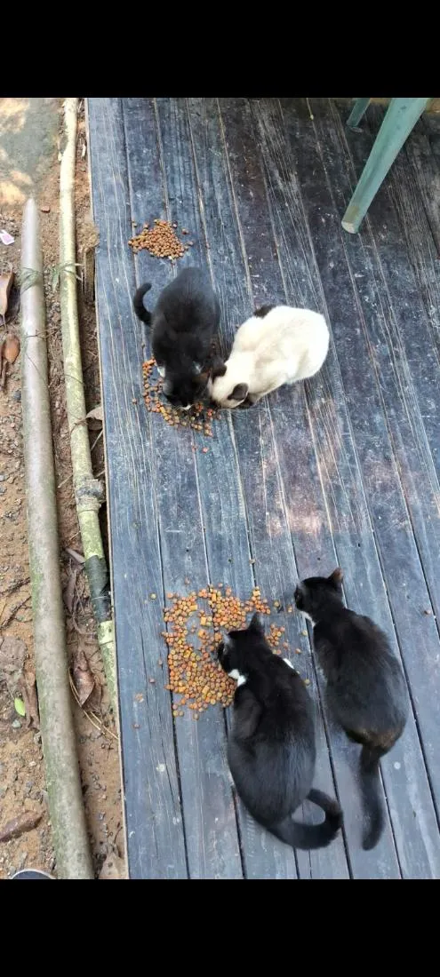 Gato raça SRD-ViraLata idade 2 a 6 meses nome pipoca , gordinho , magrinho e saldicha