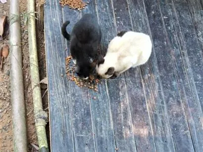 Gato raça SRD-ViraLata idade 2 a 6 meses nome pipoca , gordinho , magrinho e saldicha