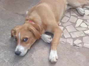 Cachorro raça SRD-ViraLata idade 2 a 6 meses nome Mel