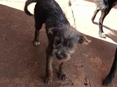 Cachorro raça  idade 7 a 11 meses nome Kira todinho e feinha 