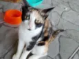 capuccina