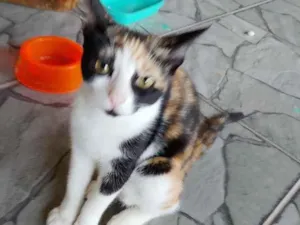 Gato raça SRD-ViraLata idade 2 a 6 meses nome capuccina