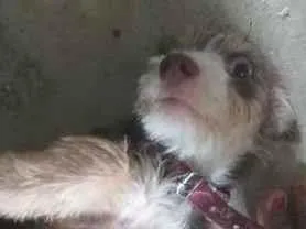 Cachorro raça SRD-ViraLata idade 7 a 11 meses nome Jade
