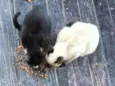 pipoca , gordinho , magrinho e saldicha