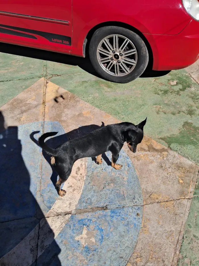 Cachorro raça SRD-ViraLata idade 2 a 6 meses nome Nino