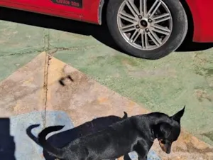 Cachorro raça SRD-ViraLata idade 3 anos nome Nino