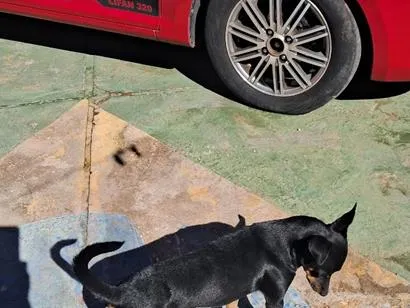 Cachorro raça SRD-ViraLata idade 2 a 6 meses nome Nino