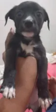 Francisca 
