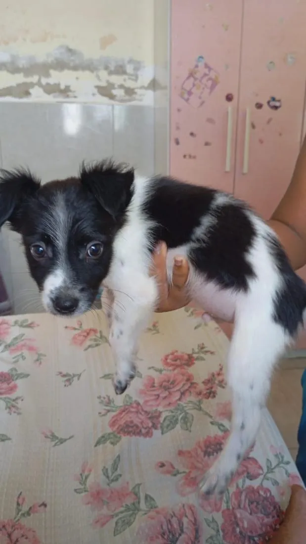 Cachorro raça SRD-ViraLata idade Abaixo de 2 meses nome Jonatas Kennedy