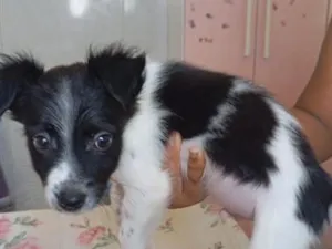 Cachorro raça SRD-ViraLata idade Abaixo de 2 meses nome Jonatas Kennedy