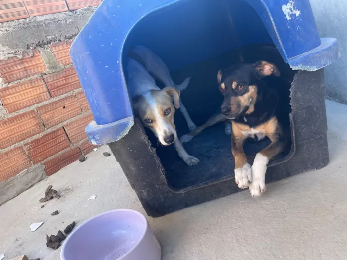 Cachorro raça SRD-ViraLata idade 2 a 6 meses nome Boby é thor
