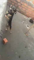Boby é thor