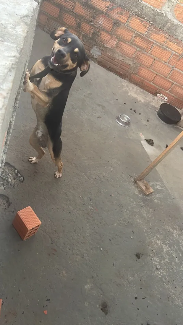 Cachorro raça SRD-ViraLata idade 2 a 6 meses nome Boby é thor