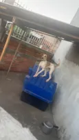 Boby é thor