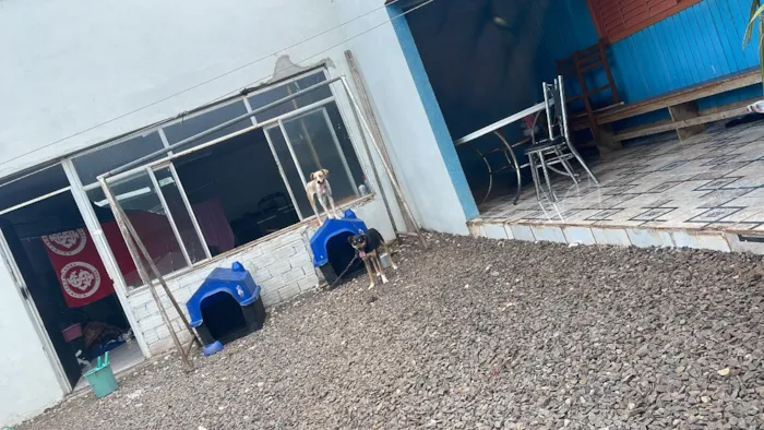 Cachorro raça SRD-ViraLata idade 2 a 6 meses nome Boby é thor