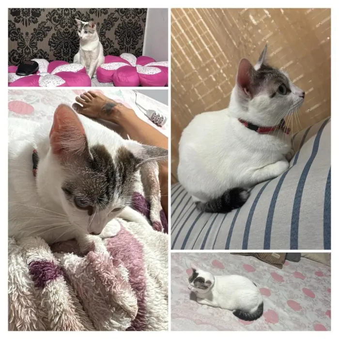 Gato raça SRD-ViraLata idade 1 ano nome marie