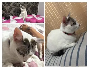 Gato raça SRD-ViraLata idade 1 ano nome marie