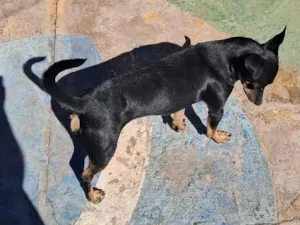 Cachorro raça SRD-ViraLata idade 2 a 6 meses nome Nino