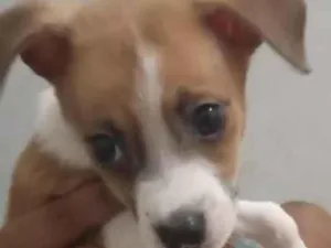 Cachorro raça SRD-ViraLata idade 2 a 6 meses nome Brian Kevin