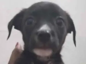 Cachorro raça SRD-ViraLata idade 2 a 6 meses nome Francisca 
